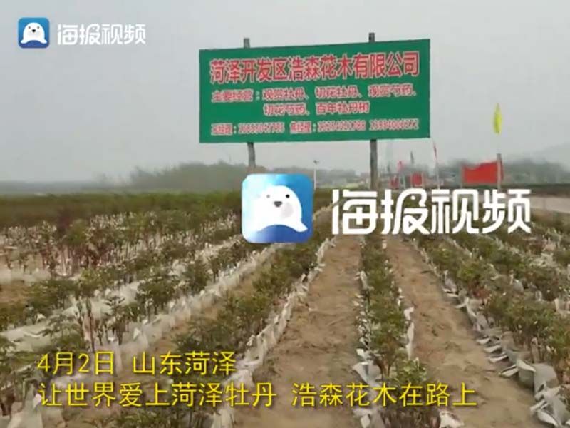 市牡丹產(chǎn)業(yè)中心、市宣傳部的領(lǐng)導(dǎo)及各大媒體來(lái)公司基地考察指導(dǎo)工作