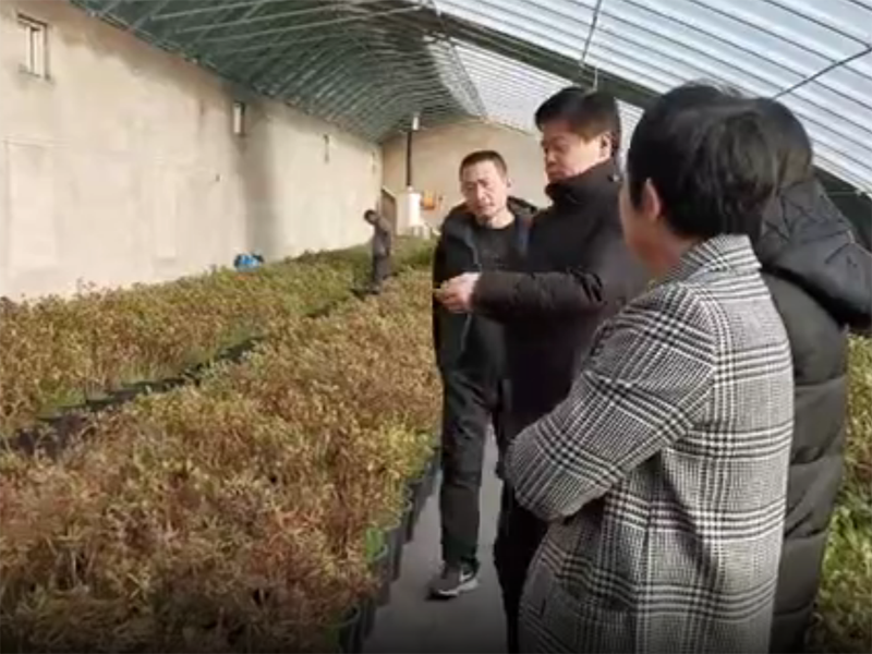 視頻丨驚艷了！隆冬菏澤牡丹含苞待放吐芬芳